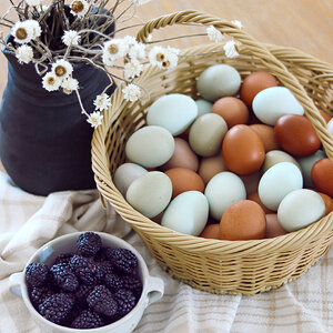 Natural Egg Photo Contest—16th Annual 12.jpg