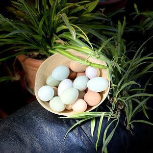 Natural Egg Photo Contest—16th Annual 14.jpg