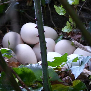 Natural Egg Photo Contest—16th Annual 17.jpg