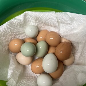 Natural Egg Photo Contest—16th Annual 18.jpg