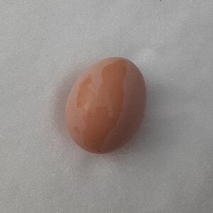 Natural Egg Photo Contest—16th Annual 20.jpg