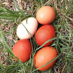 Natural Egg Photo Contest—16th Annual 21.jpg