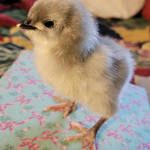 Cutest Baby Fowl Photo Contest—16th Annual 2.png