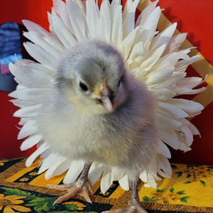 Cutest Baby Fowl Photo Contest—16th Annual 4.png