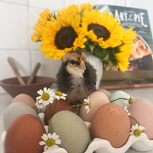 Cutest Baby Fowl Photo Contest—16th Annual 5.jpg