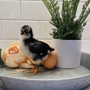 Cutest Baby Fowl Photo Contest—16th Annual 7.jpg