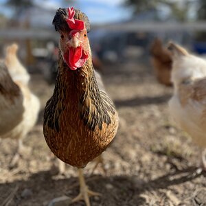 Chook Chook. Cream Legbar