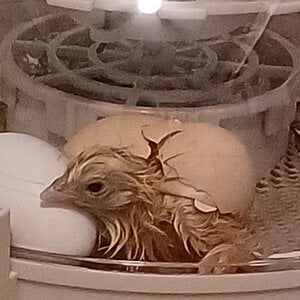 Hatching Fowl Photo Contest—16th Annual 16.jpg