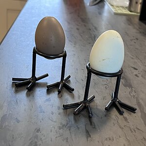 Natural Egg Photo Contest—16th Annual 22.jpg