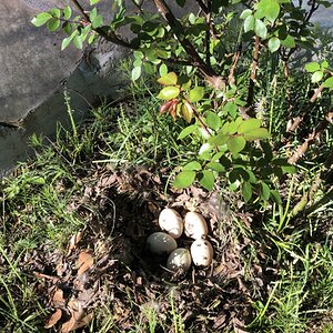 Natural Egg Photo Contest—16th Annual 23.jpg