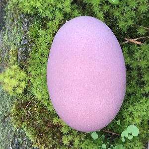 Natural Egg Photo Contest—16th Annual 24.jpg