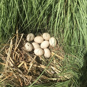 Natural Egg Photo Contest—16th Annual 26.jpg