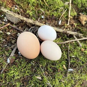Natural Egg Photo Contest—16th Annual 31.jpg