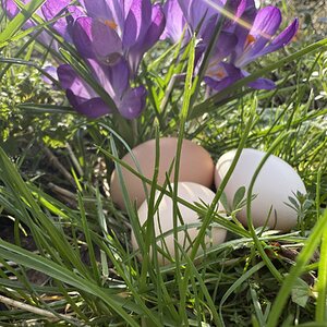 Natural Egg Photo Contest—16th Annual 32.jpg