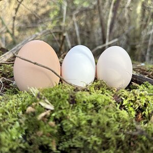 Natural Egg Photo Contest—16th Annual 33.jpg