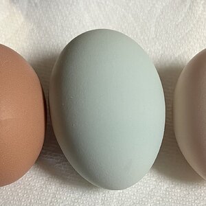 Natural Egg Photo Contest—16th Annual 35.jpg