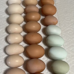 Natural Egg Photo Contest—16th Annual 36.jpg
