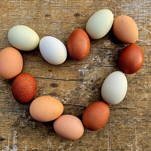 Natural Egg Photo Contest—16th Annual 38.jpg