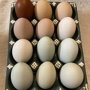 Natural Egg Photo Contest—16th Annual 41.jpg