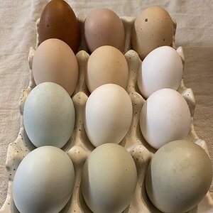 Natural Egg Photo Contest—16th Annual 42.jpg