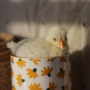 Cutest Baby Fowl Photo Contest—16th Annual 32.jpg
