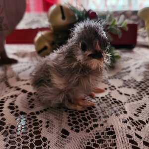 Cutest Baby Fowl Photo Contest—16th Annual 35.jpg