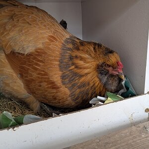 Easter Egger