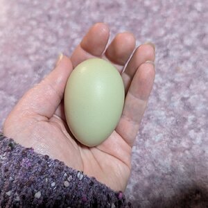 Egg