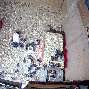 32 day old chicks.mp4
