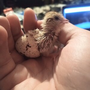 Hatching Fowl Photo Contest—16th Annual 21.jpg