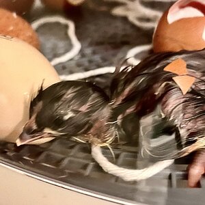 Hatching Fowl Photo Contest—16th Annual 24.jpg