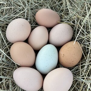 Natural Egg Photo Contest—16th Annual 57.jpg