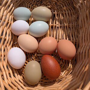 Natural Egg Photo Contest—16th Annual 60.jpg