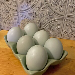 Natural Egg Photo Contest—16th Annual 62.jpg