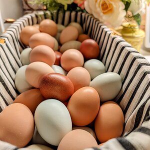Natural Egg Photo Contest—16th Annual 64.jpg