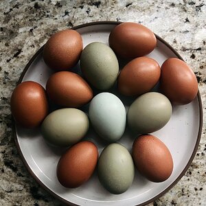 Natural Egg Photo Contest—16th Annual 66.jpg