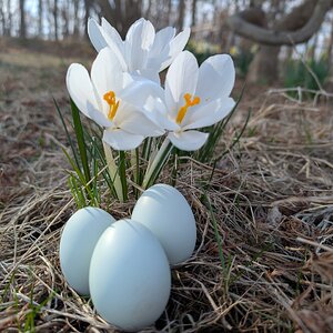 Natural Egg Photo Contest—16th Annual 70.jpg