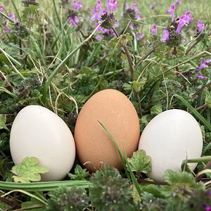 Natural Egg Photo Contest—16th Annual 71.jpg