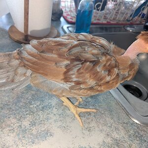 Thelma - One of our two young Turkens