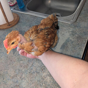 Louise, one of our two young turkens