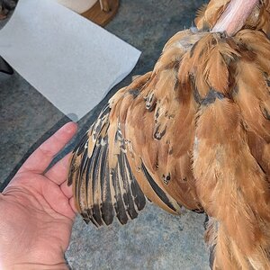 Louise's wing, one of our turkens
