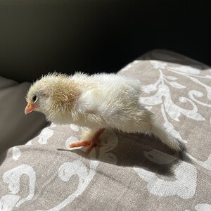 Cutest Baby Fowl Photo Contest—16th Annual 128.jpg
