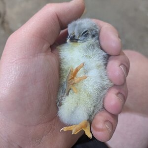 Cutest Baby Fowl Photo Contest—16th Annual 129.jpg