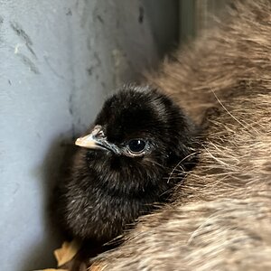Cutest Baby Fowl Photo Contest—16th Annual 130.jpg