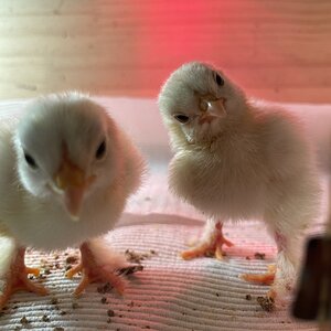 Cutest Baby Fowl Photo Contest—16th Annual 133.jpg
