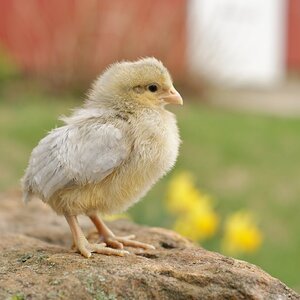 Cutest Baby Fowl Photo Contest—16th Annual 134.jpg