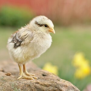 Cutest Baby Fowl Photo Contest—16th Annual 135.jpg