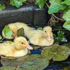 Cutest Baby Fowl Photo Contest—16th Annual 136.jpg