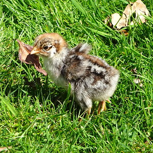 Cutest Baby Fowl Photo Contest—16th Annual 138.jpg