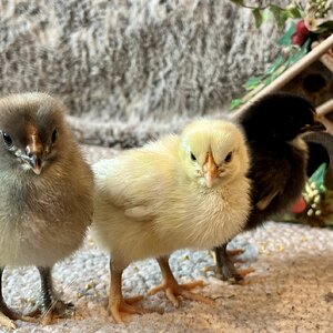 Cutest Baby Fowl Photo Contest—16th Annual 140.jpg